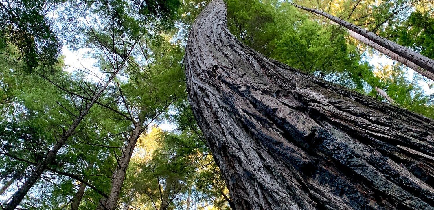 A tall tree trunk with textured bark stretches upward into a dense canopy of leaves and a glimpse of sky, viewed from below.
