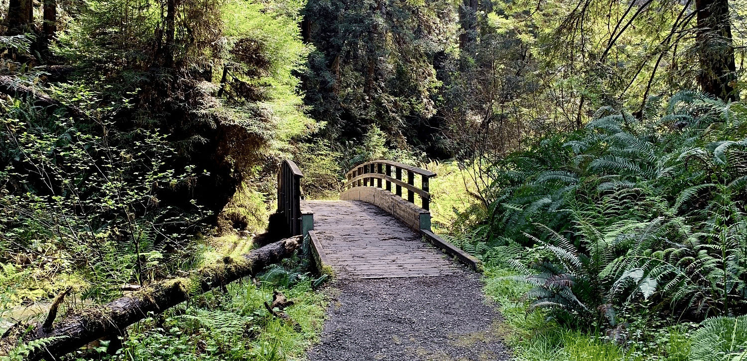 A path leads through a dense forest, with a small bridge visible in the distance.