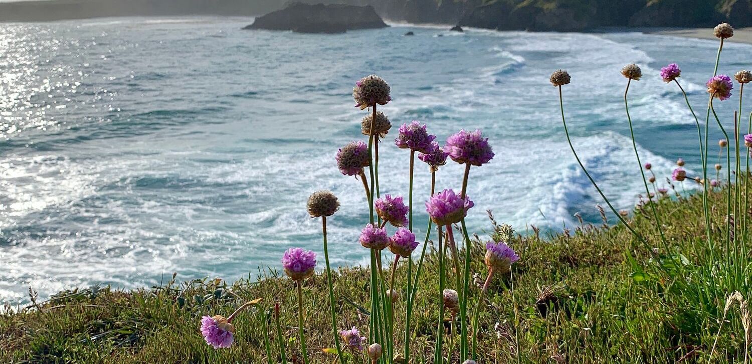Wild pink flowers bloom on a grassy cliff overlooking a rocky coastline with crashing waves.
