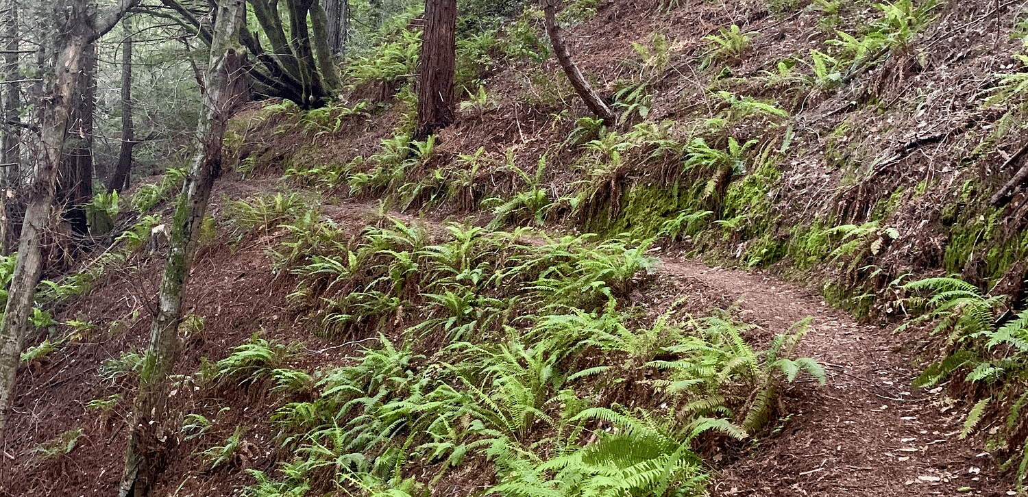 A narrow dirt trail winding along a steep hillside, surrounded by ferns and tall trees.