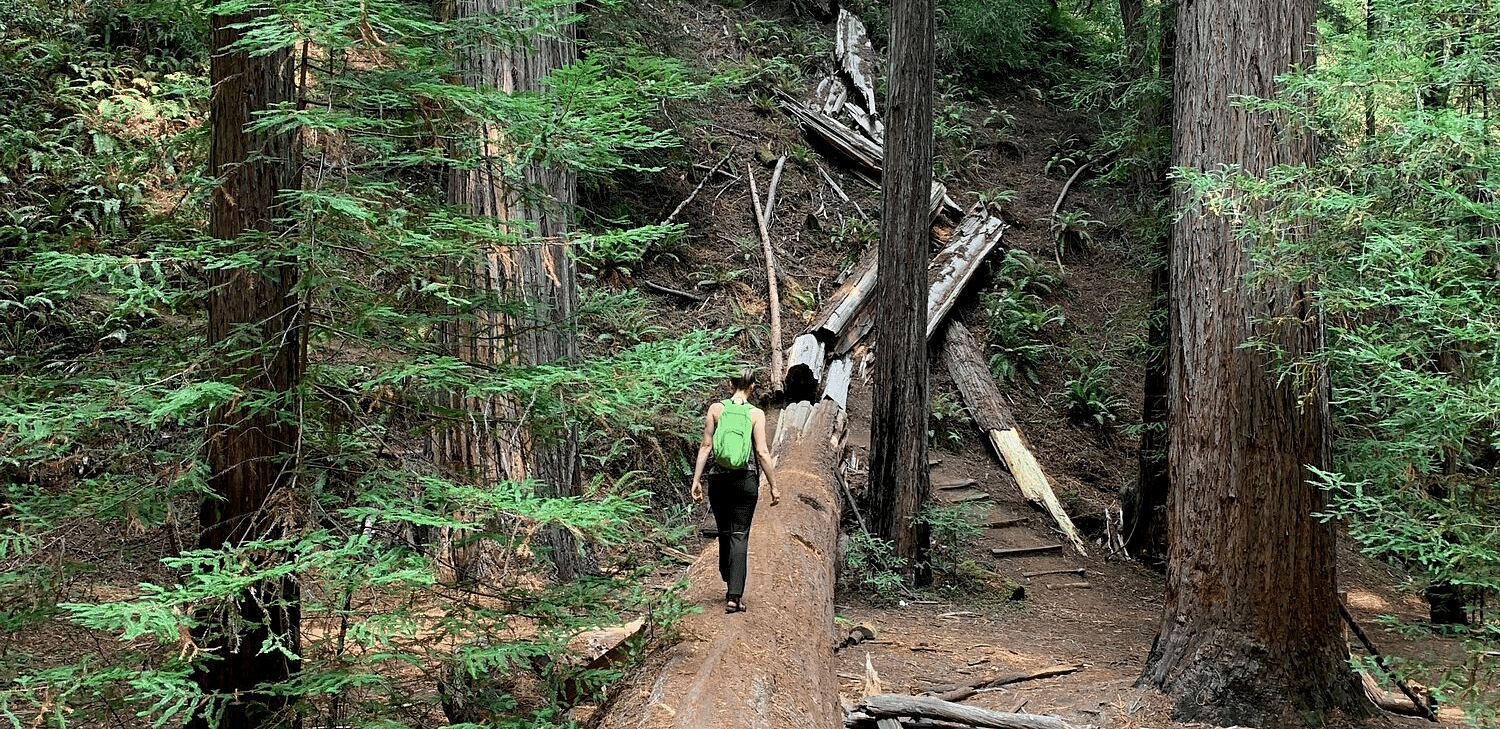 Fallen tree bridge on a hiking trail, with trekkers crossing in a lush green forest