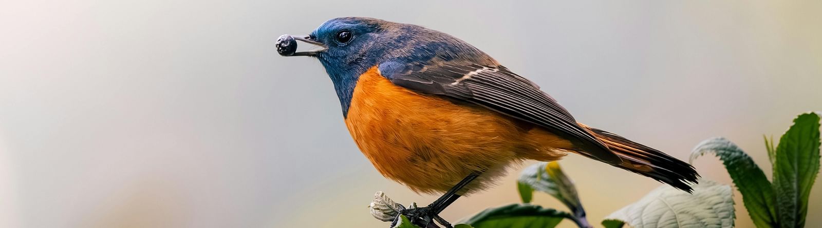 A small bird with a blue head, orange breast, and dark wings perched on a leafy branch.