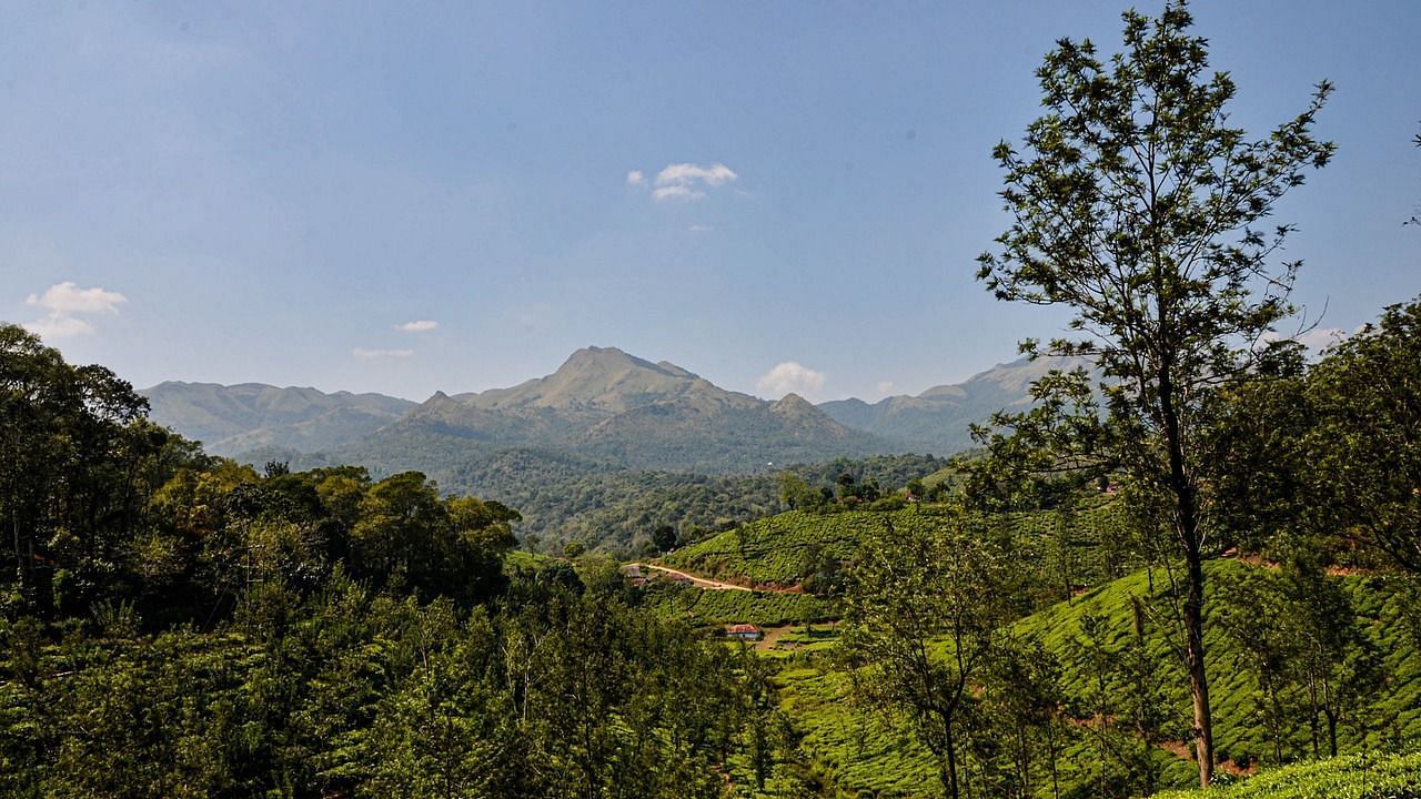 A panoramic view of the lush green tea plantations in Wayanad, Kerala, with rolling hills under a clear blue sky.
