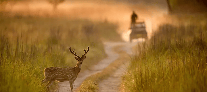 wildlife-photography