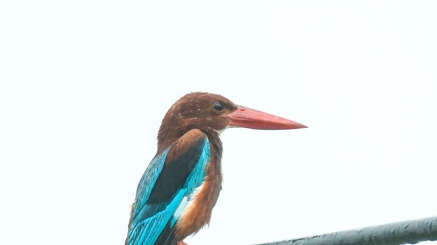 DSCF9464