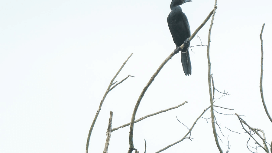 A black bird perched on the tip of a bare vertical branch at Rhino & River Wildlife Retreat & Spa, Pobitora.