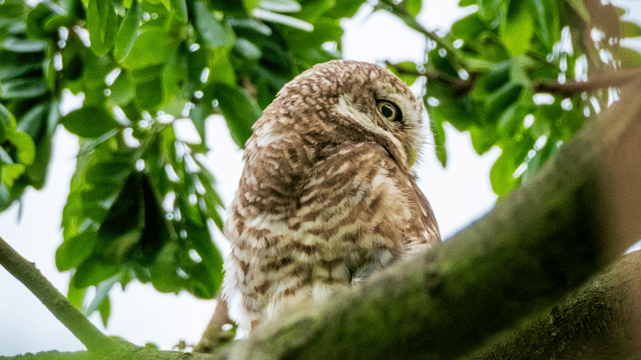 single spotted owl perched on a thick tree branch surrounded by green leaves at Rhino & River Wildlife Retreat & Spa, Pobitora.