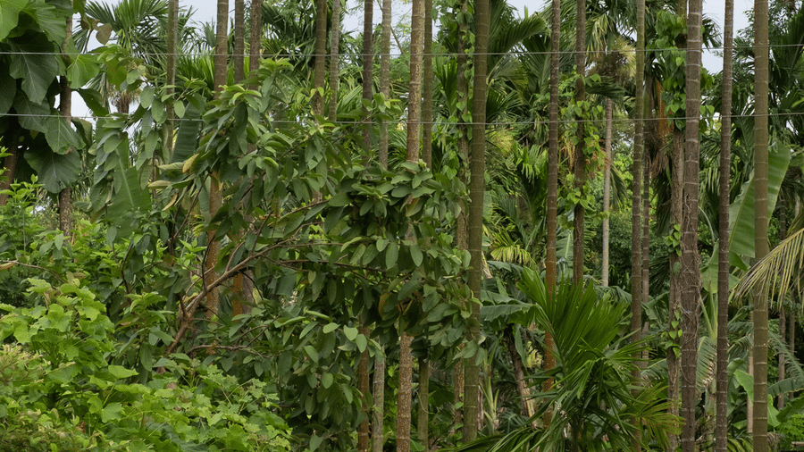 A person walking along a path lined with tall, slender palm trees at Rhino & River Wildlife Retreat & Spa, Pobitora.