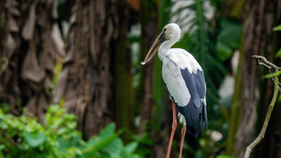 A white stork resting on a branch amidst banana trees at Rhino & River Wildlife Retreat & Spa, Pobitora.