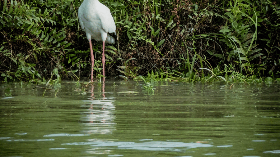 A white stork standing at the edge of a calm river with lush green bank vegetation at Rhino & River Wildlife Retreat & Spa, Pobitora.
