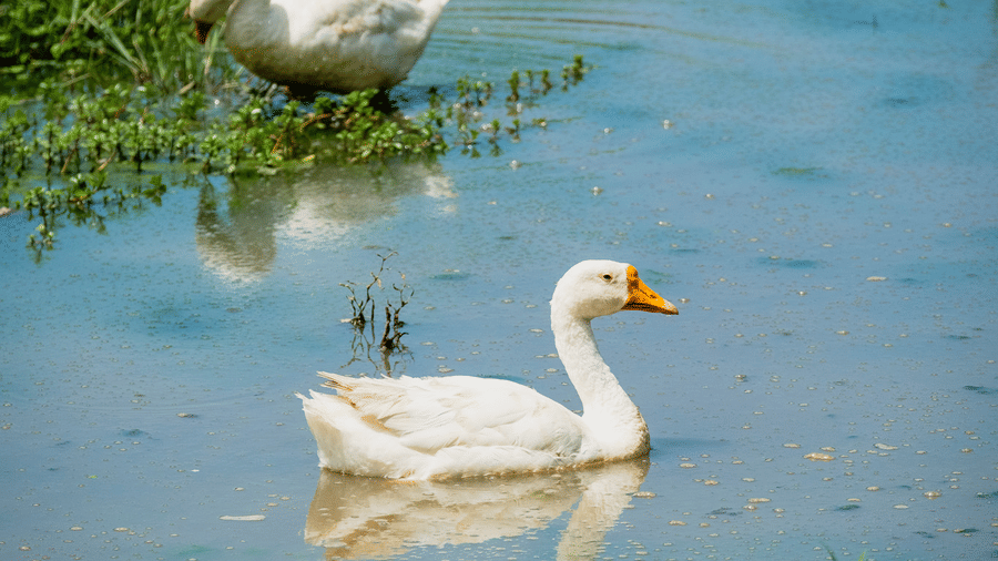 Two white ducks swimming in a calm, natural pond surrounded by tall grass at Rhino & River Wildlife Retreat & Spa, Pobitora.