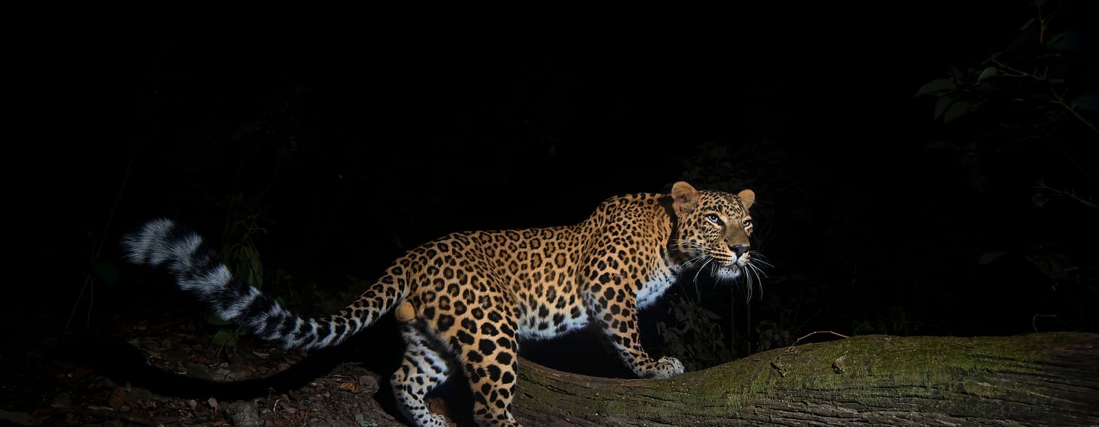 a leopard walking in the woods at night - The Jamoon, Corbett