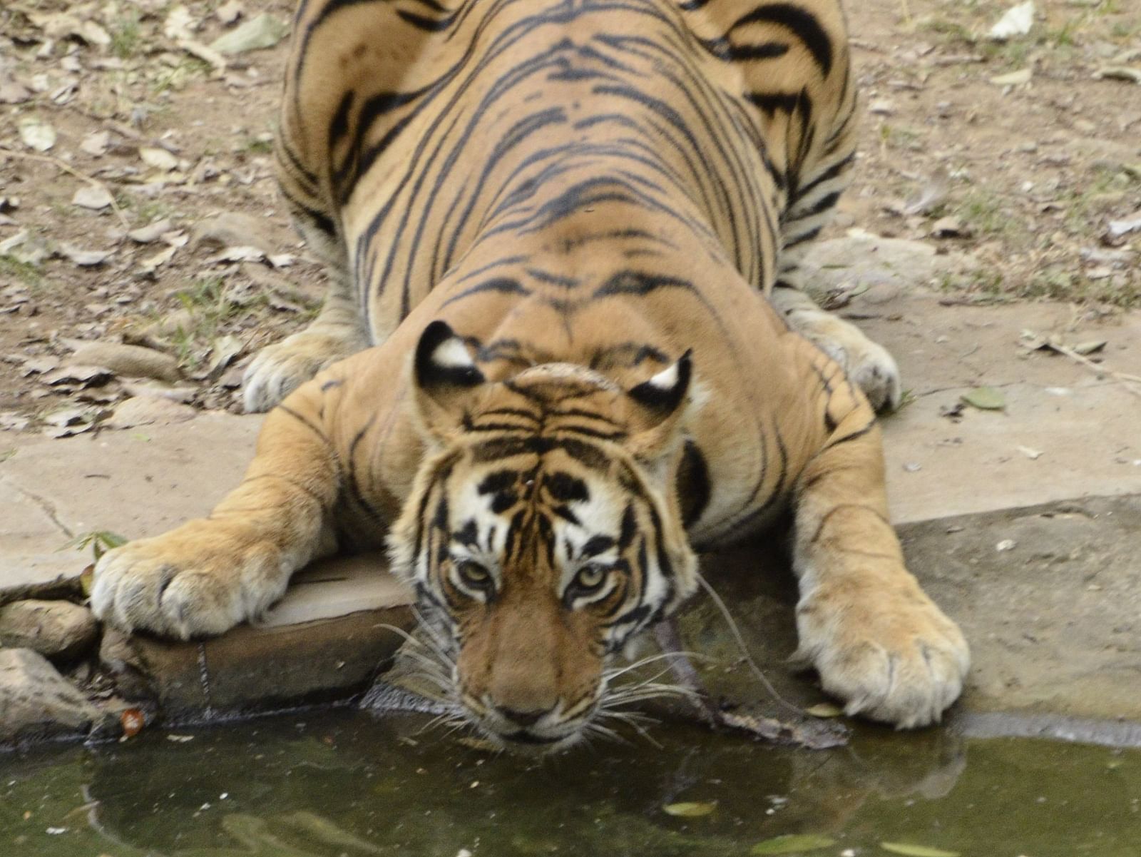 Shot of a tiger drinking from a pond.