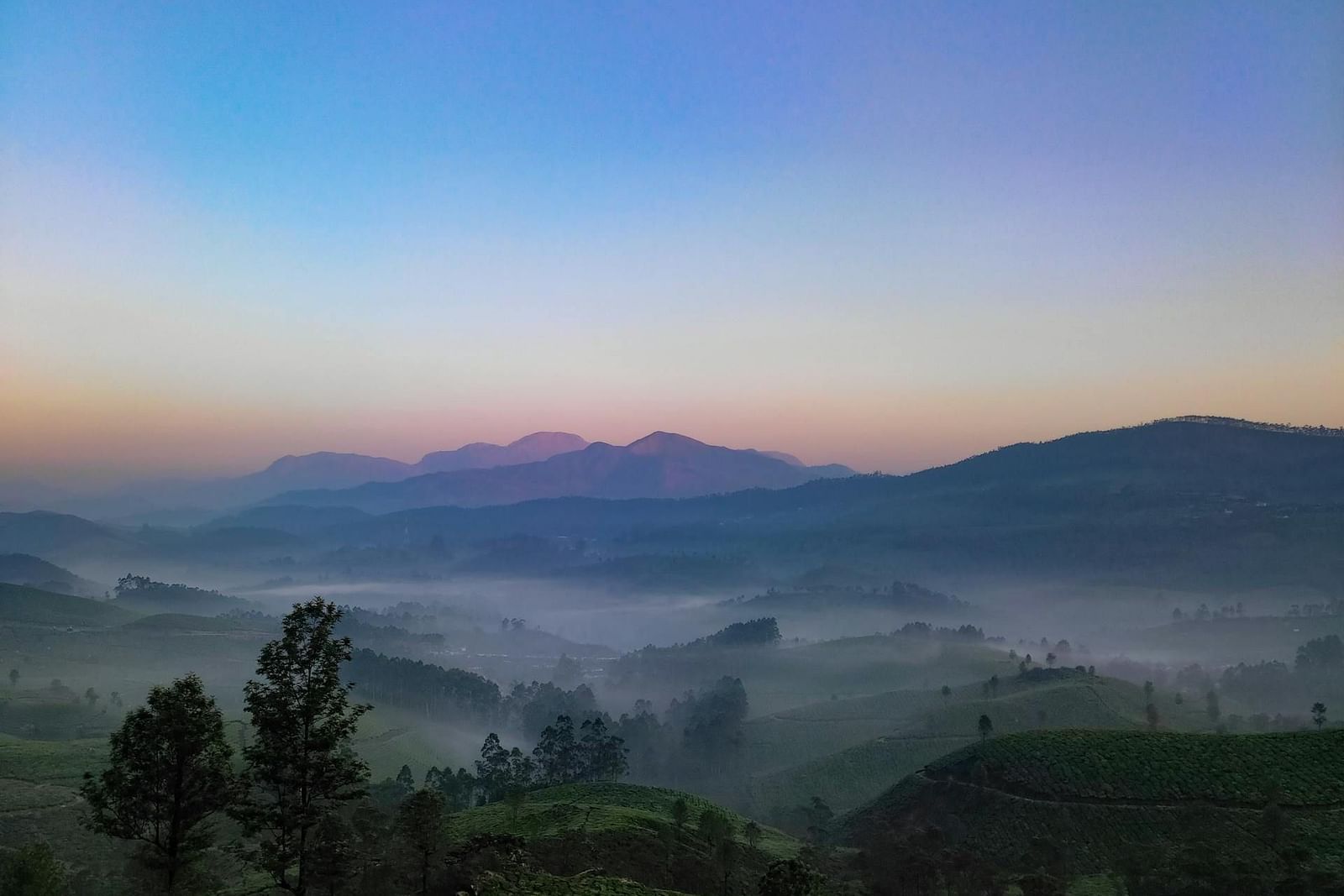 an image of a tea estate with a mountain background 