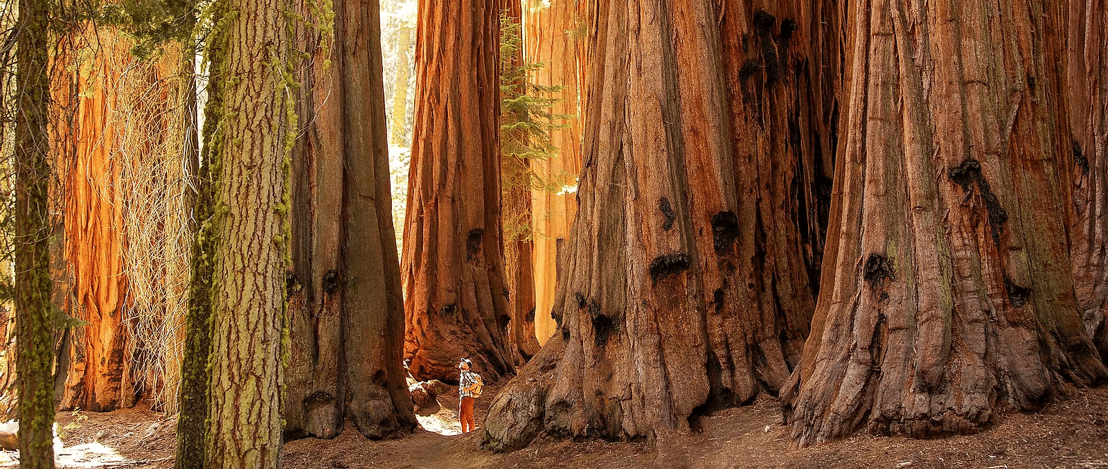 A close up shot of trunks of Great Sequoias during the day - Narrow Gauge Inn - A Serenite Hotel Near Fish Camp.