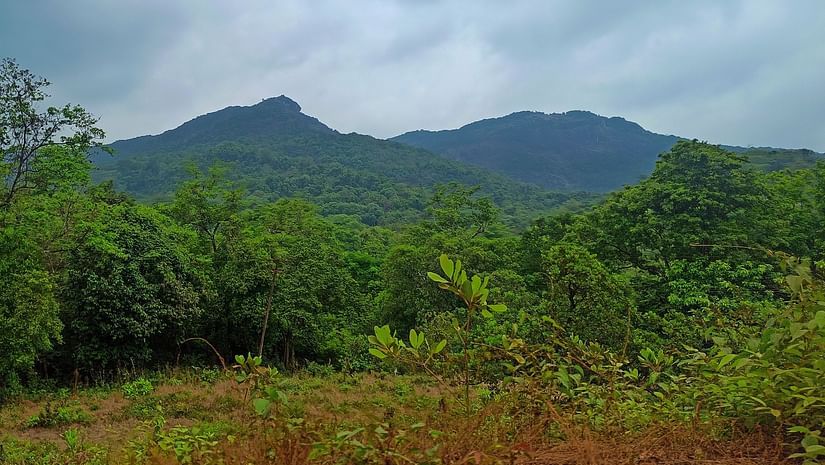 lush greenery surrounding Cotigao Wildlife Sanctuary