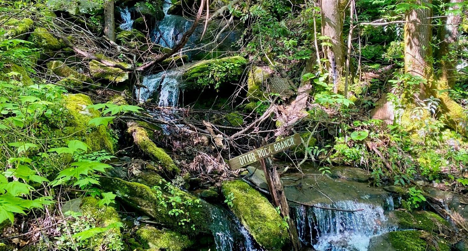 A small stream of water flowing through a forest surrounded by tall trees and lush green bushes at the Historic Tapoco Lodge.