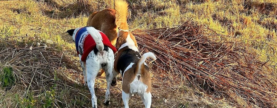 A dog hiking along the mountain at the Sylvan Retreat, Dehradun.