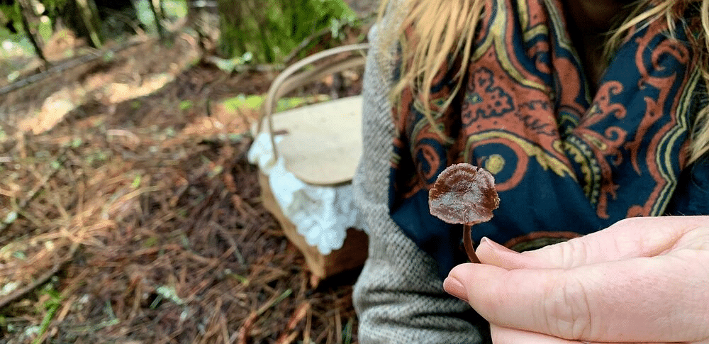 A person's hand holding a small, textured object, with a blurred forest background.