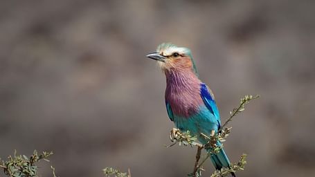 bird-7765384 1280
