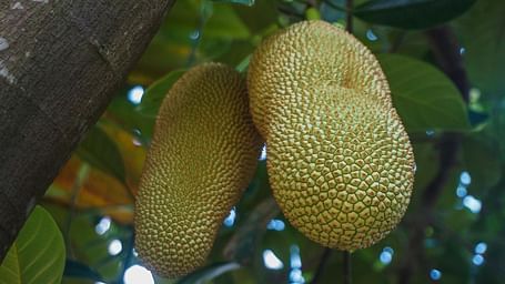 fruit-4515210 1280