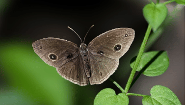A moth flying and a plant can be seen beside it