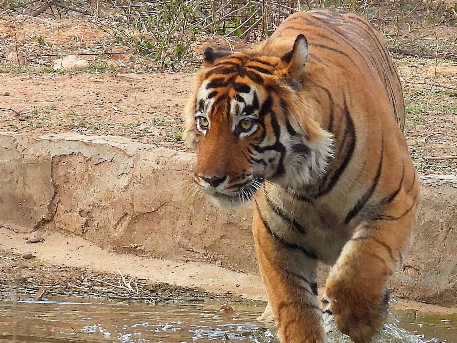 Close up of a tiger walking in the water