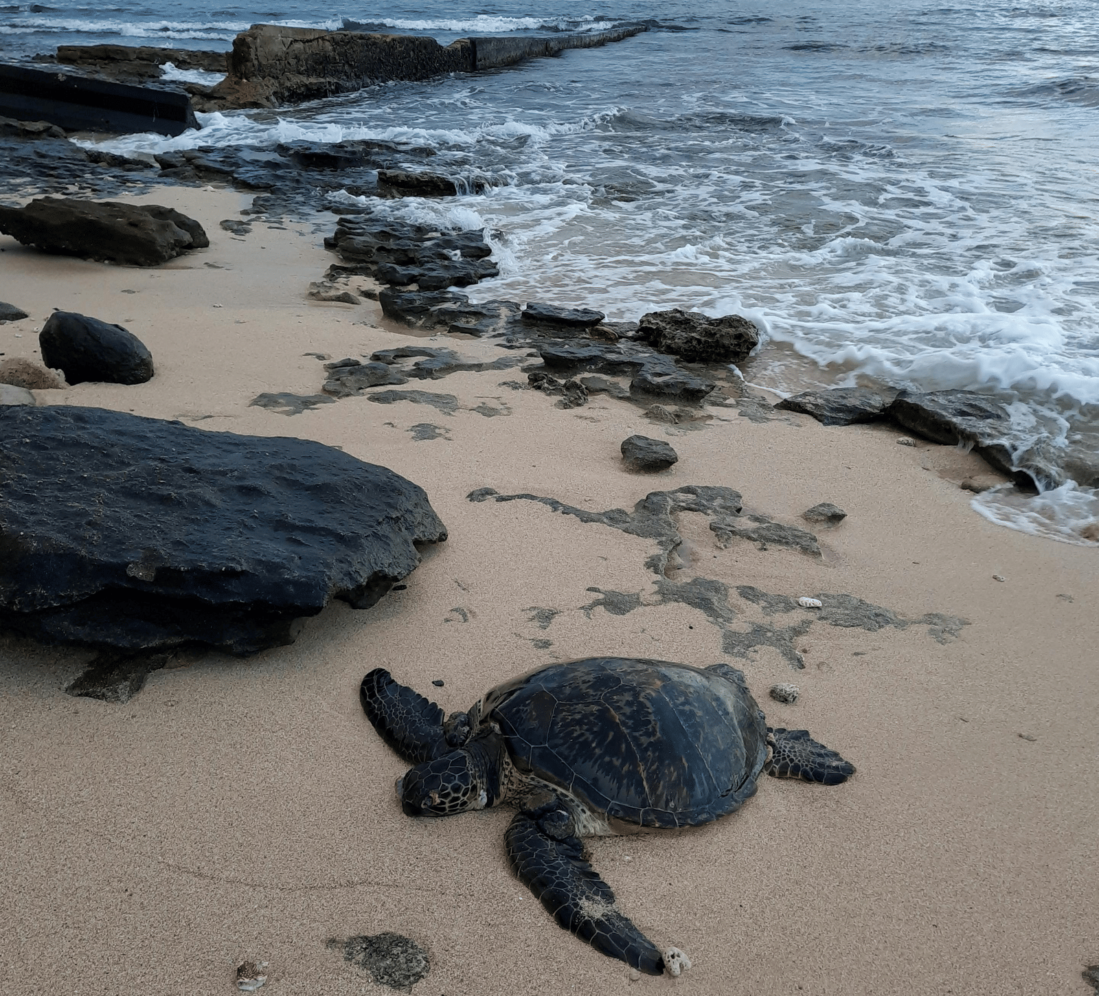 A small sea turtle crawling across a sandy beach towards the sea, surrounded by dark, rugged volcanic rocks.