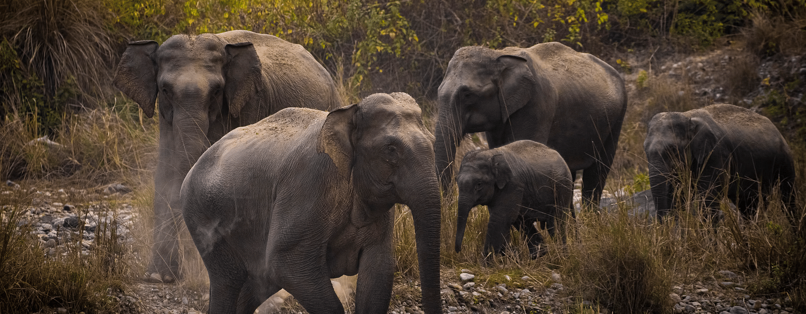 A picture of a group of elephants walking through a forest, captured in the day light.