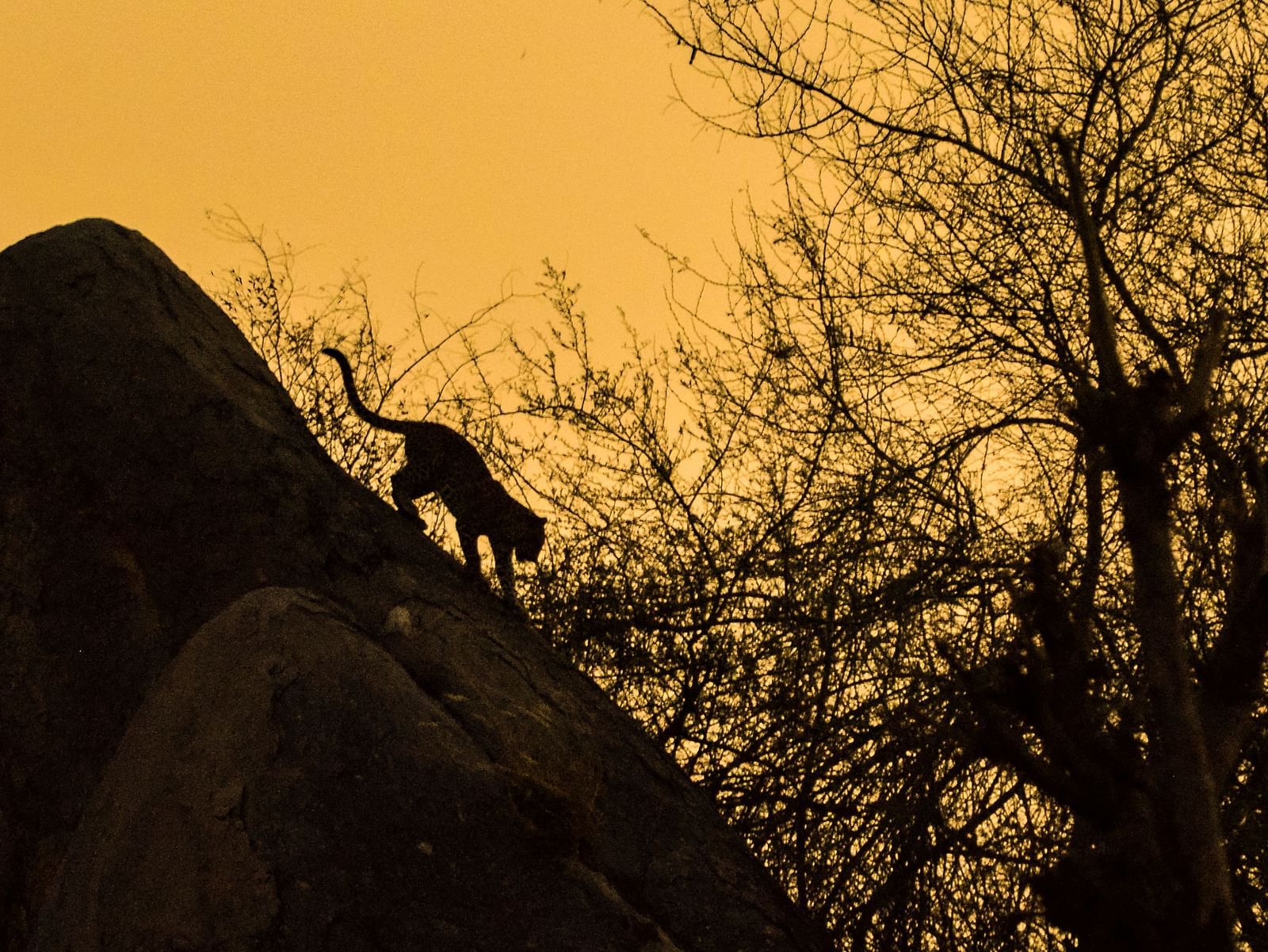 A Leopard walking down the boulder during sunset