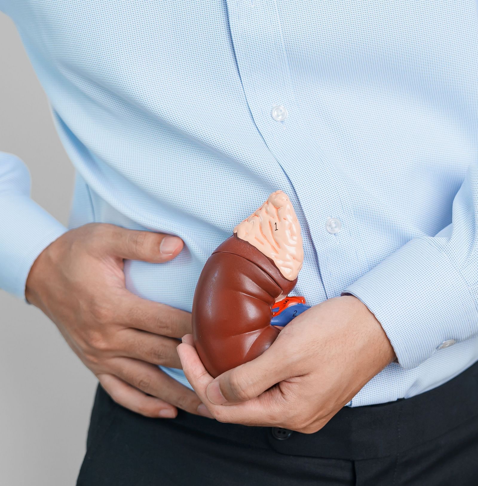 A close-up of a kidney model representing kidney health - Shreyas Retreat