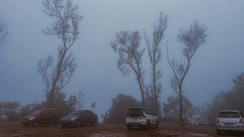 tall trees behind cars parked in rain