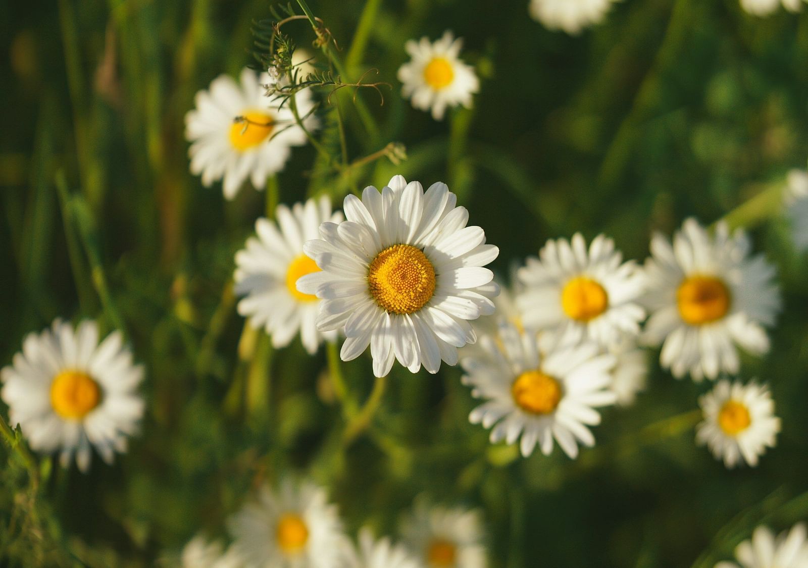 mohamed-b-hcoO7utwDBY-unsplash