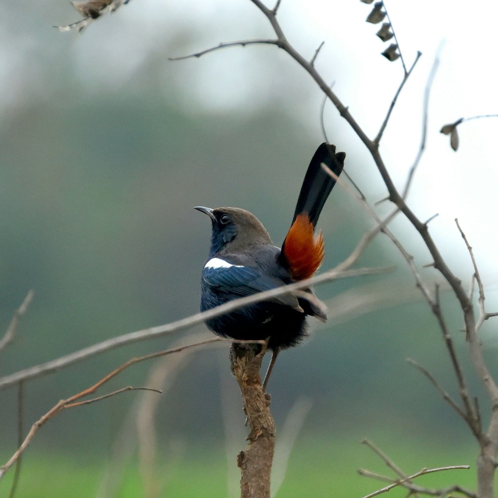 A bird sitting on a wooden pole with a backdrop of green field