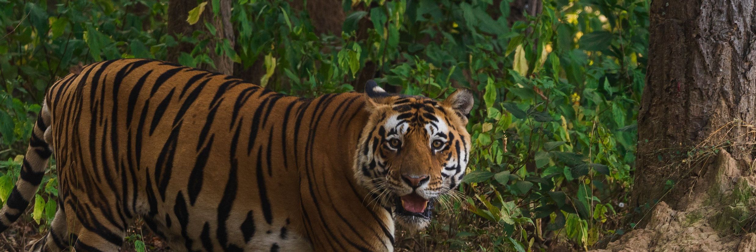 Top 10 Wildlife Destinations in India to Enjoy Safari Tours