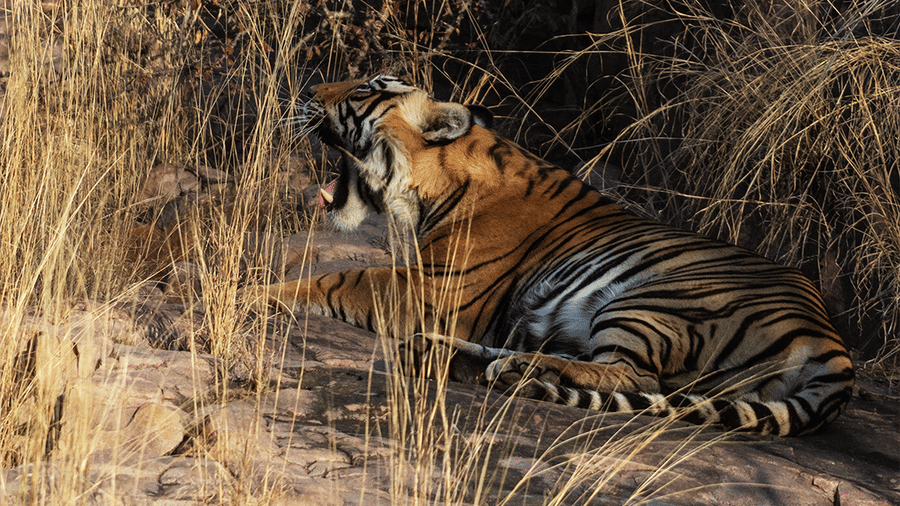 Wildlife Safari at Sariska Tiger Reserve-Surya Bagh Ajabgarh-Sariska