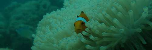 A clownfish peeking out from the tentacles of a sea anemone in an underwater coral reef environment. The background features a blurred blue-green ocean with another small fish faintly visible.