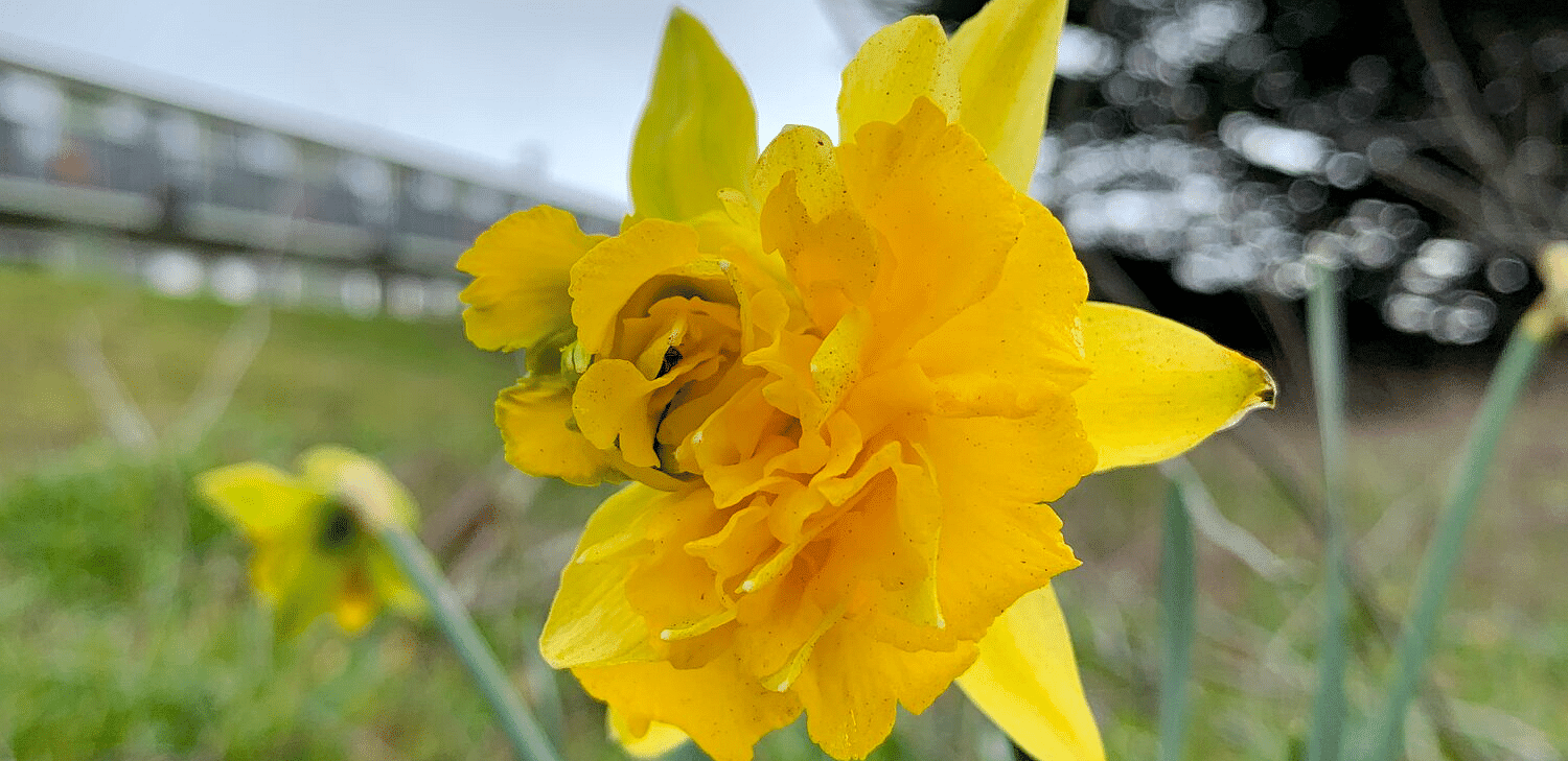 An image of a daffodil blooming in a field