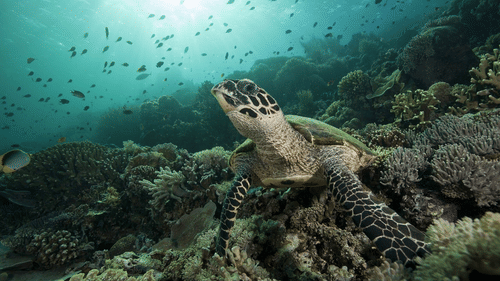 A tortoise swimming underwater