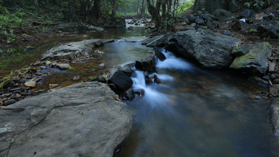 A rocky stream flowing through a dense forest, with clear water rushing over stones and tree roots.- Wayanad