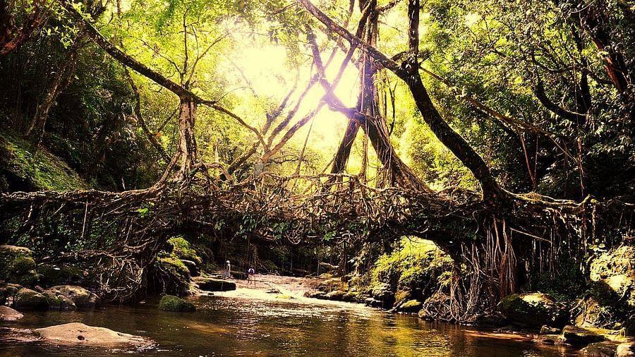 living root bridge with water flowing under