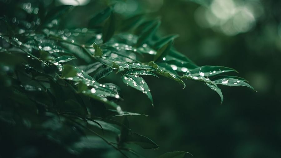 A vibrant display of red roses, their petals delicately adorned with glistening raindrops, creating a scene of delicate beauty and resilience in the face of the storm