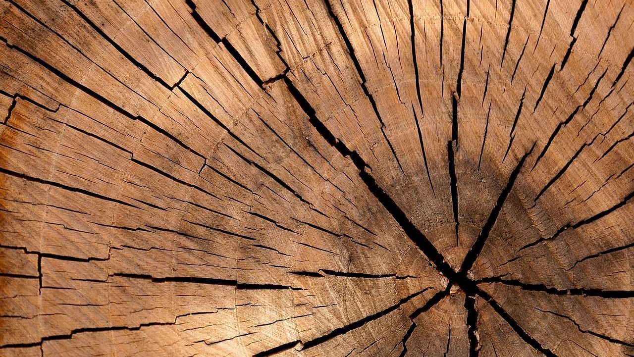 Close-up of a weathered tree trunk showing natural cracks and rings.