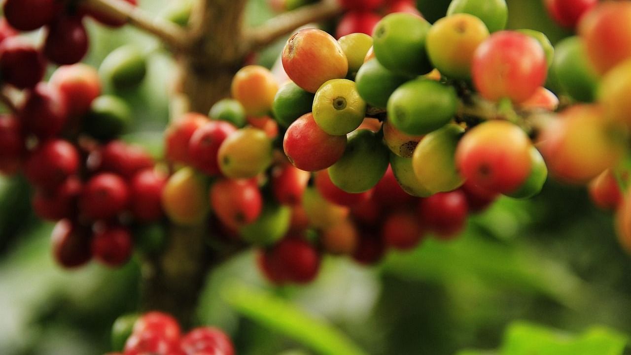 Close-up of coffee berries ripening on the plant with vibrant red and green hues.