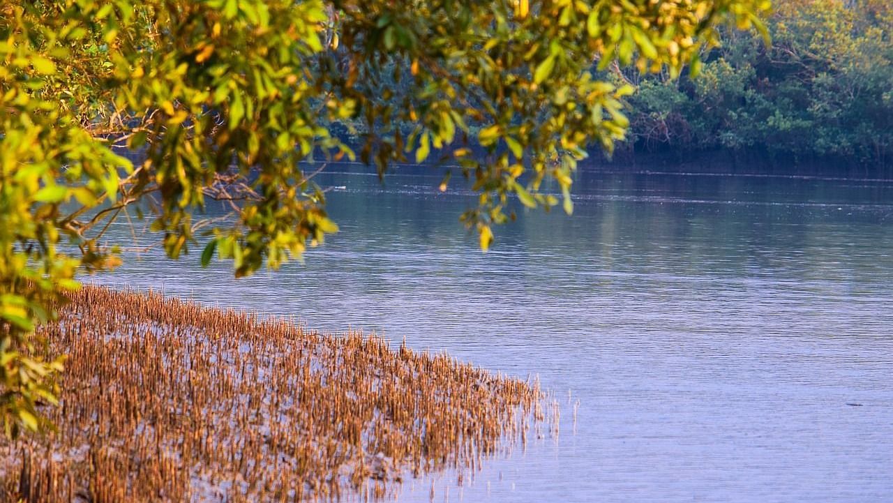 sundarbans-5060068 1280