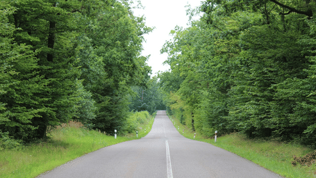 A road passing through dense green trees on both sides, with grass along the edges and a clear path extending into the distance.