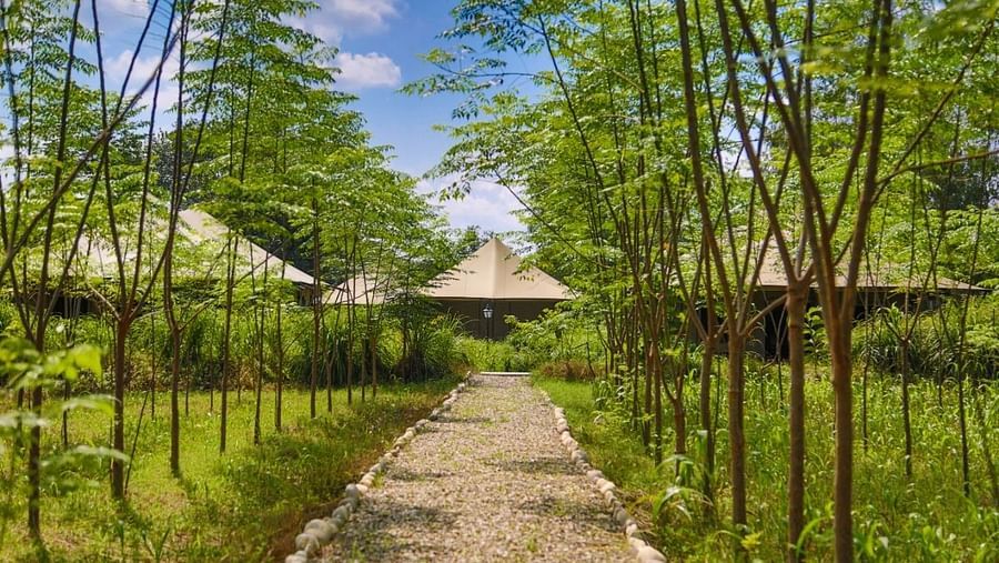 facade image of the tents surrounded by lush greenery - Aalia Jungle Resort & Spa