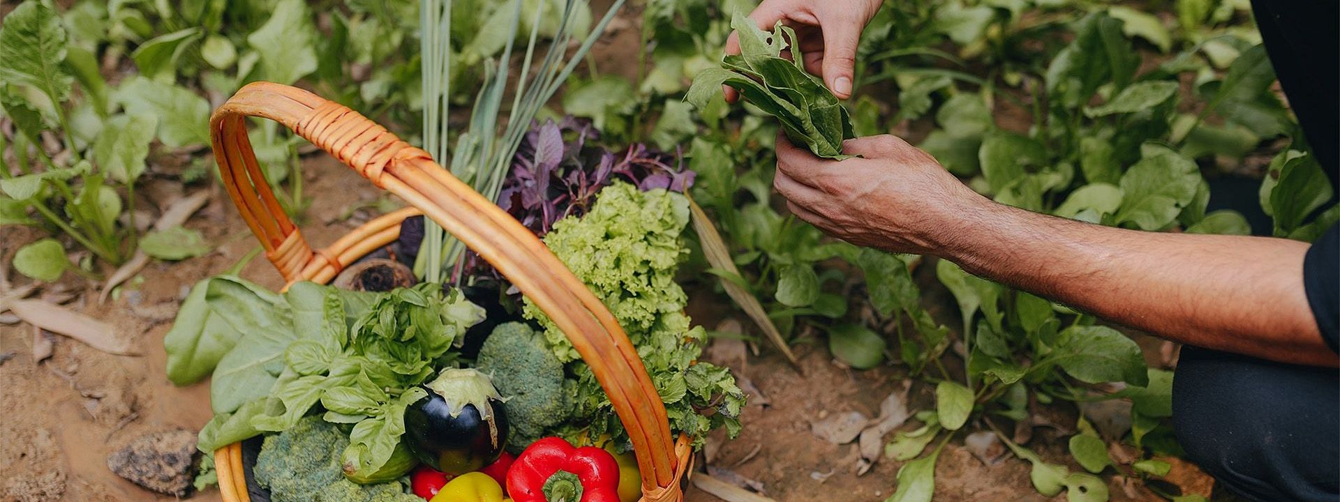 Hand picking vegetables into a wicker basket from a garden bed at Karma Chalets, with visible greens and red produce.