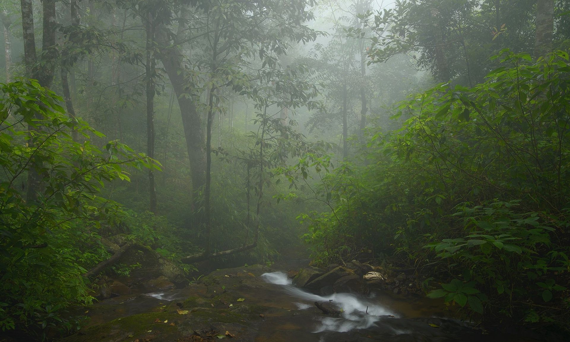 Kodagu Stream by Santosh Saligram