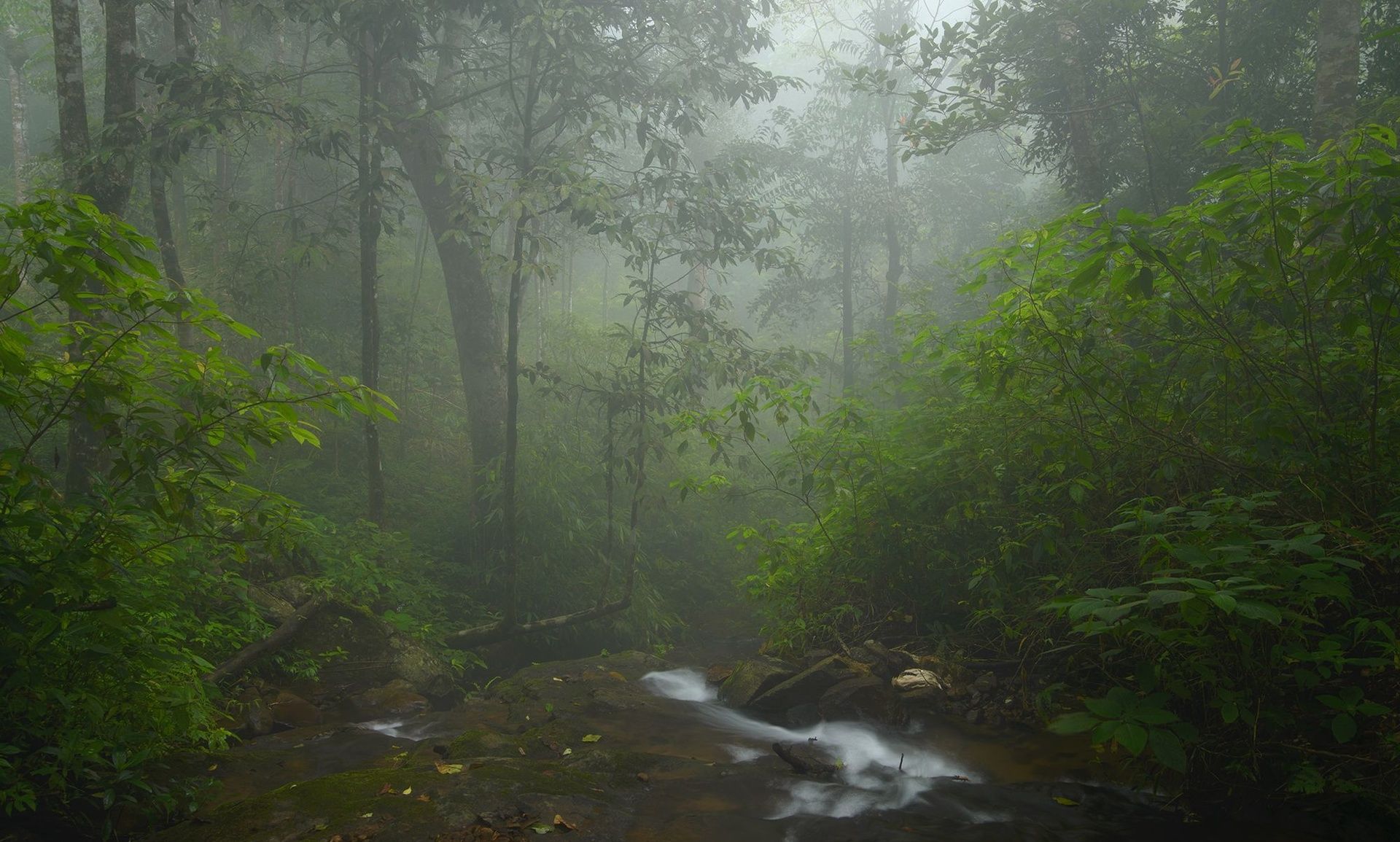 Misty forest with a Kodagu stream flowing through foliage.